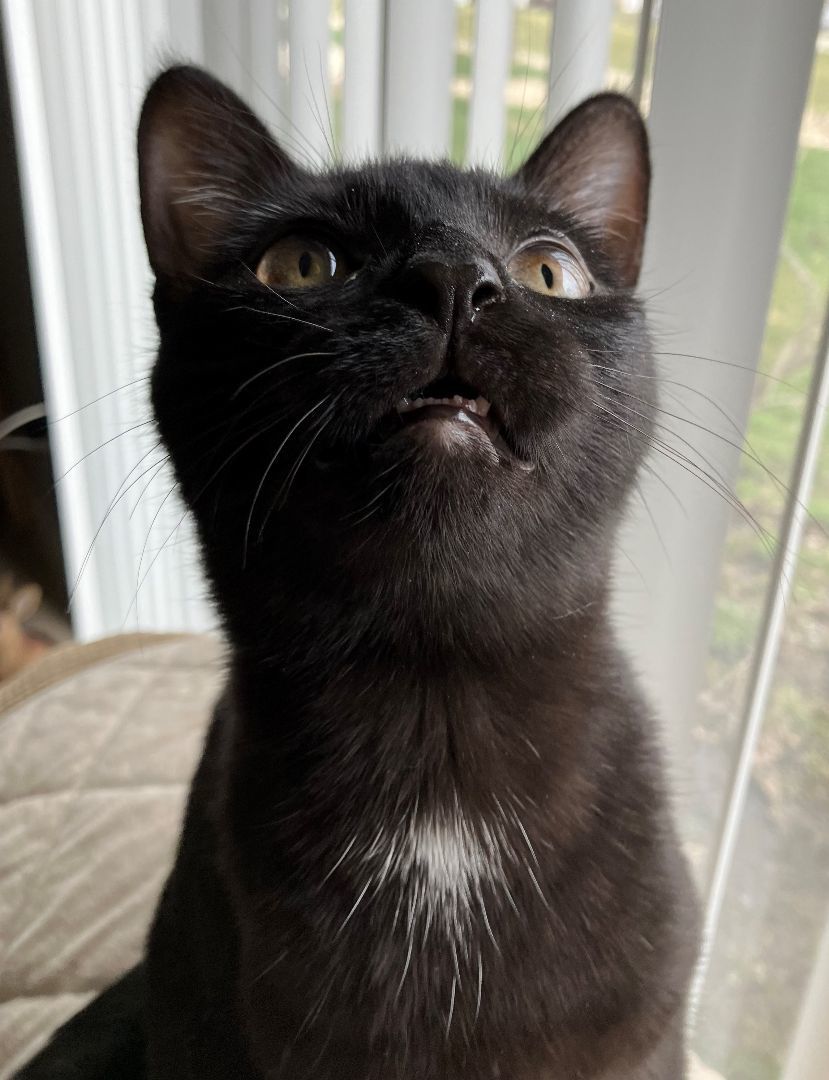 Cat for adoption Lily, a Domestic Short Hair in Wheeling, IL Petfinder