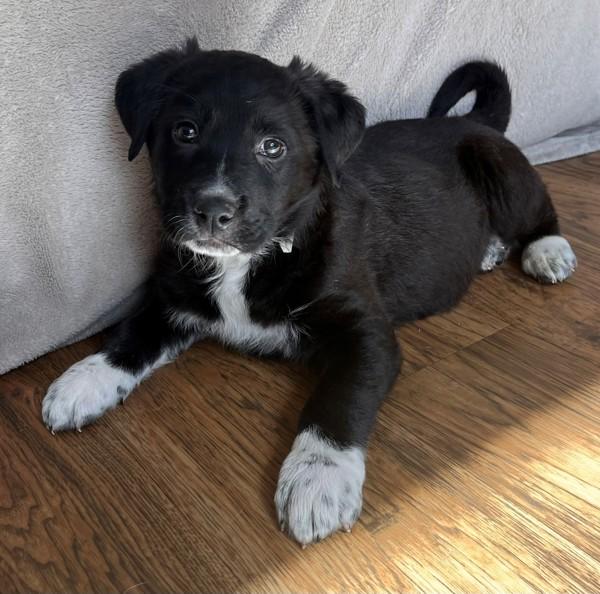 Swan, Adoptable, Puppy Male Australian Shepherd.
