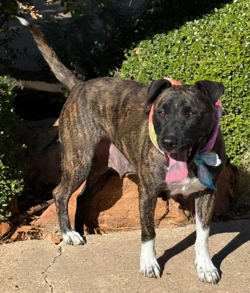 Enlarge KIMBER, a Adopted mixed breed in Wilmington, DE image 6/6