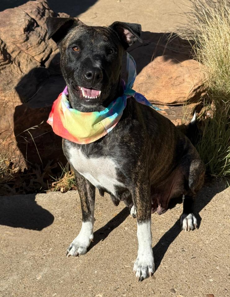 Enlarge KIMBER, a Adopted mixed breed in Wilmington, DE image 4/6