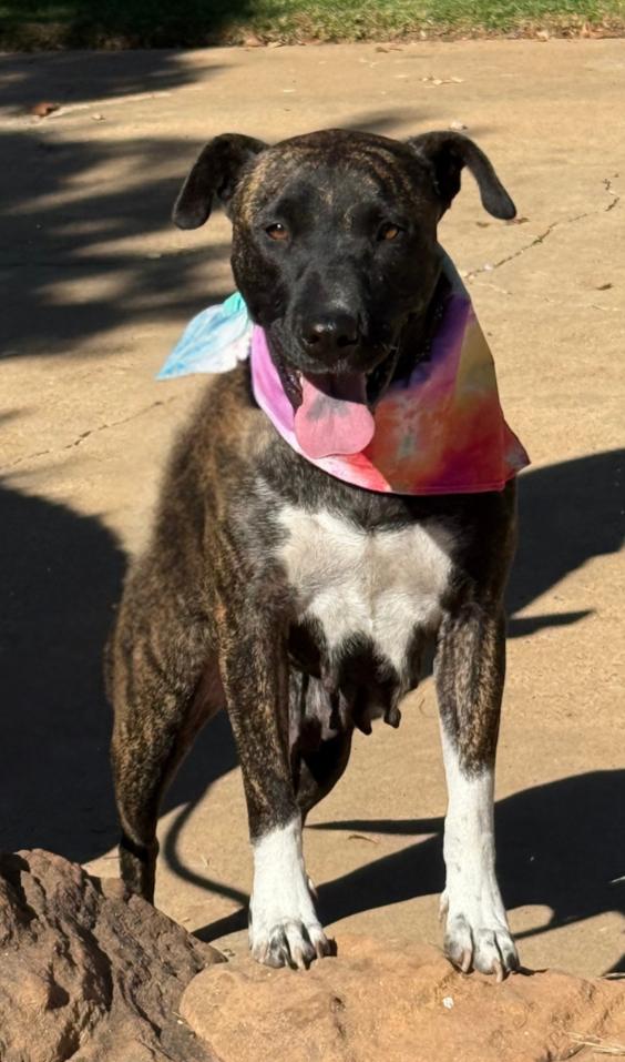 Enlarge KIMBER, a Adopted mixed breed in Wilmington, DE image 3/6