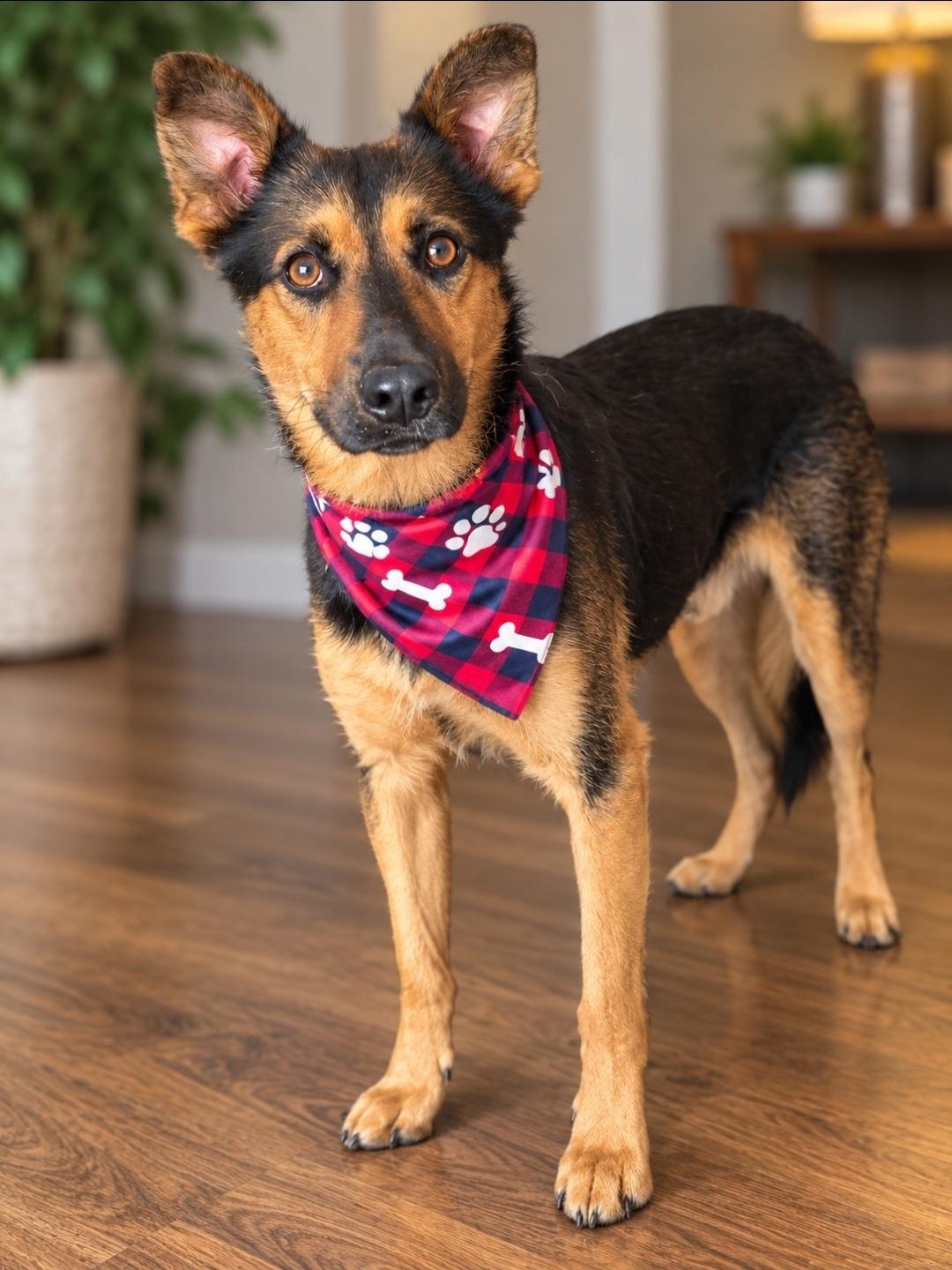 Enlarge Crowley the Best Buddy, a Adoptable mixed breed in Menifee, CA image 3/4