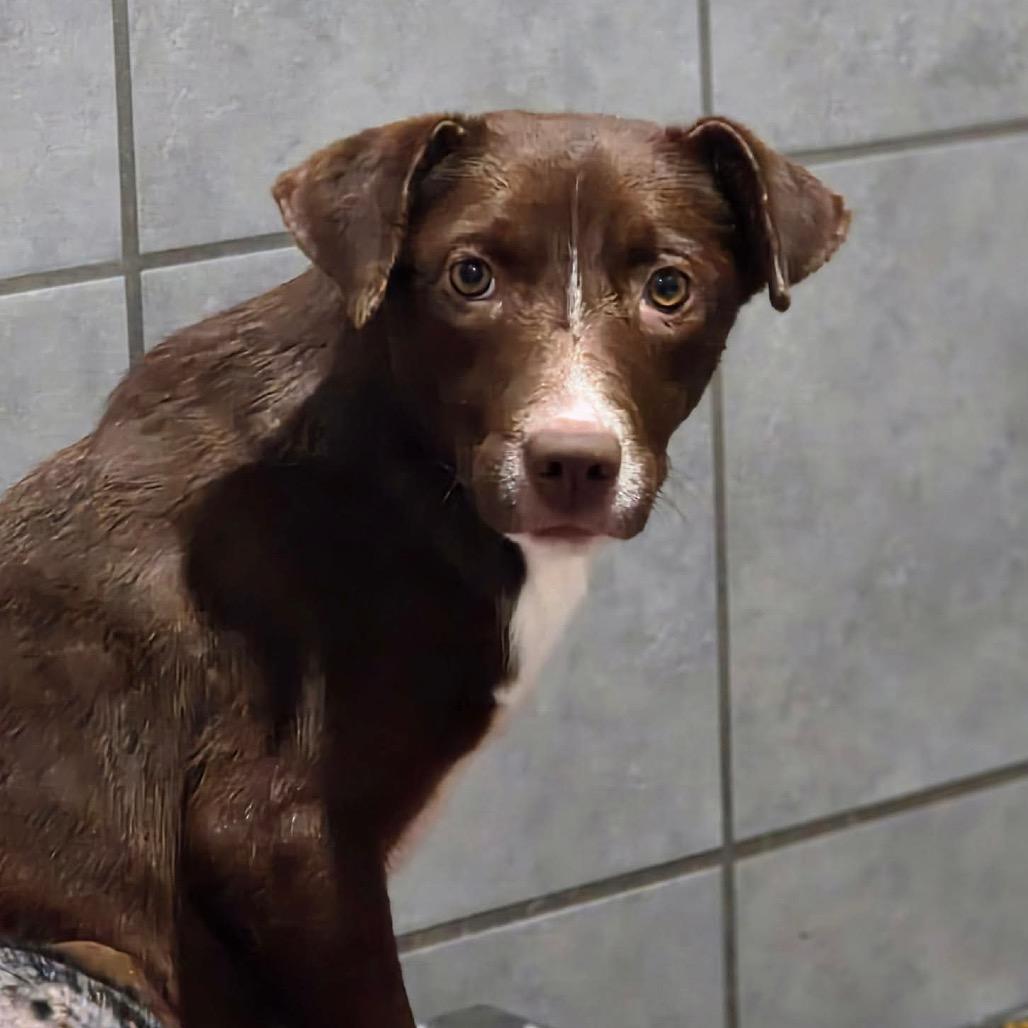 Cricket, Adoptable, Young Female Mixed Breed.