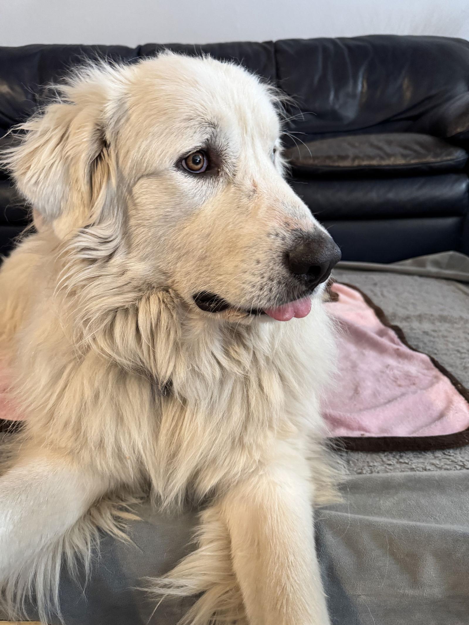 Winkie — thumbnail 2