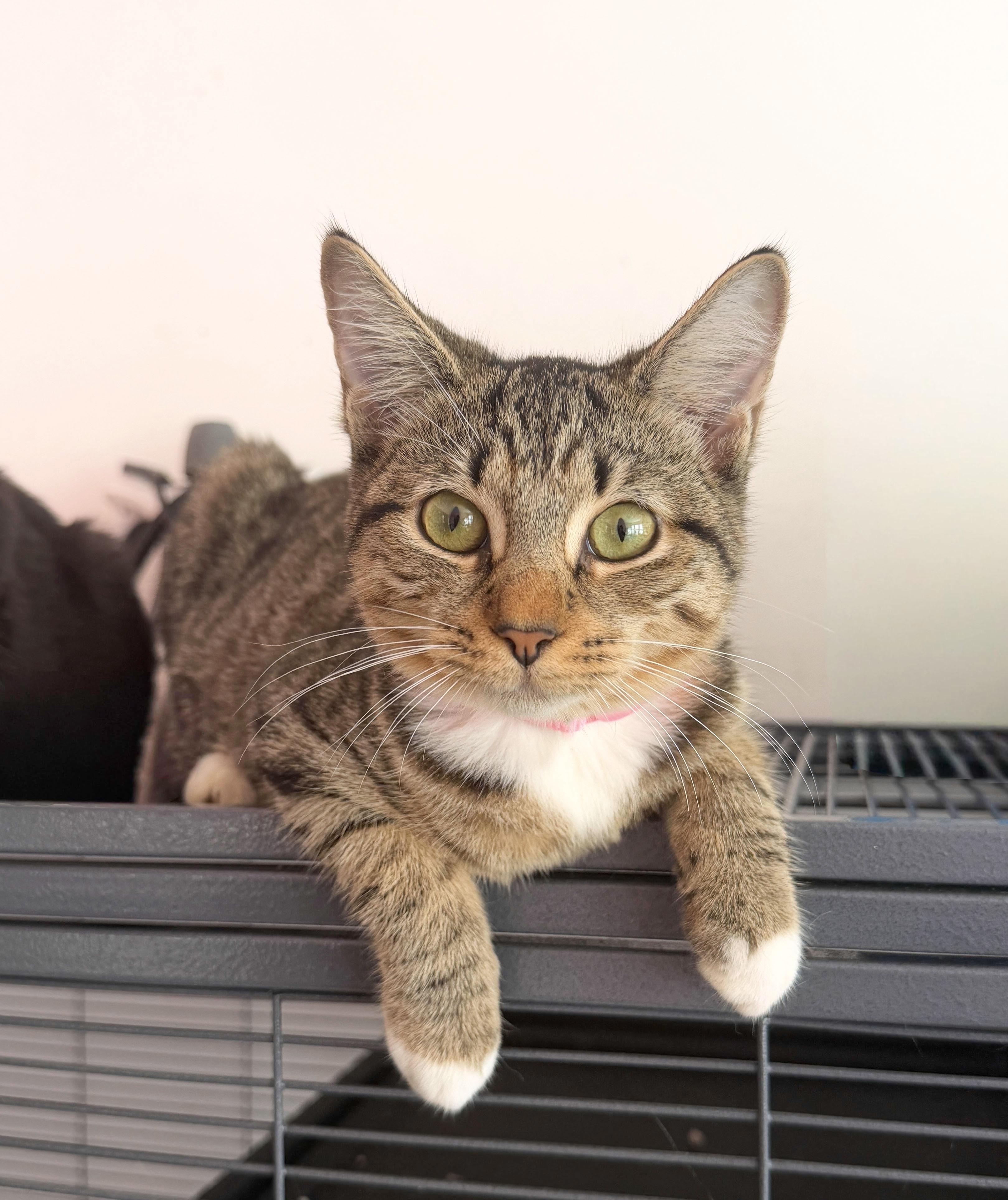 Ducky, Adoptable, Kitten Female Domestic Short Hair.
