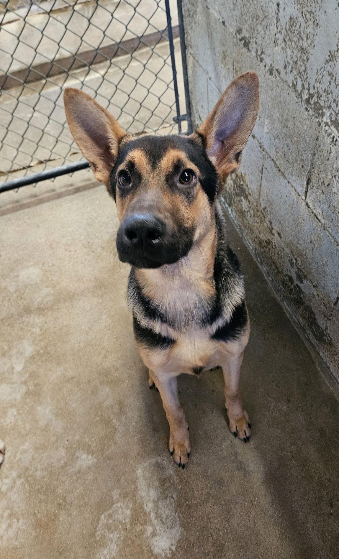 Enlarge Maverick, a Adopted German Shepherd Dog in El Centro, CA image 1/2