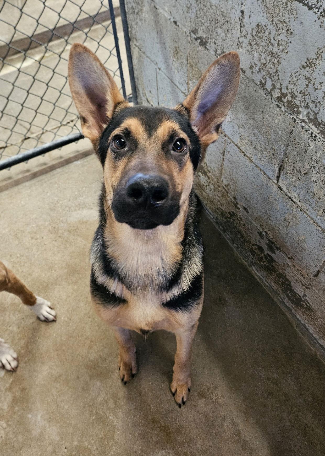 Enlarge Maverick, a Adopted German Shepherd Dog in El Centro, CA image 2/2