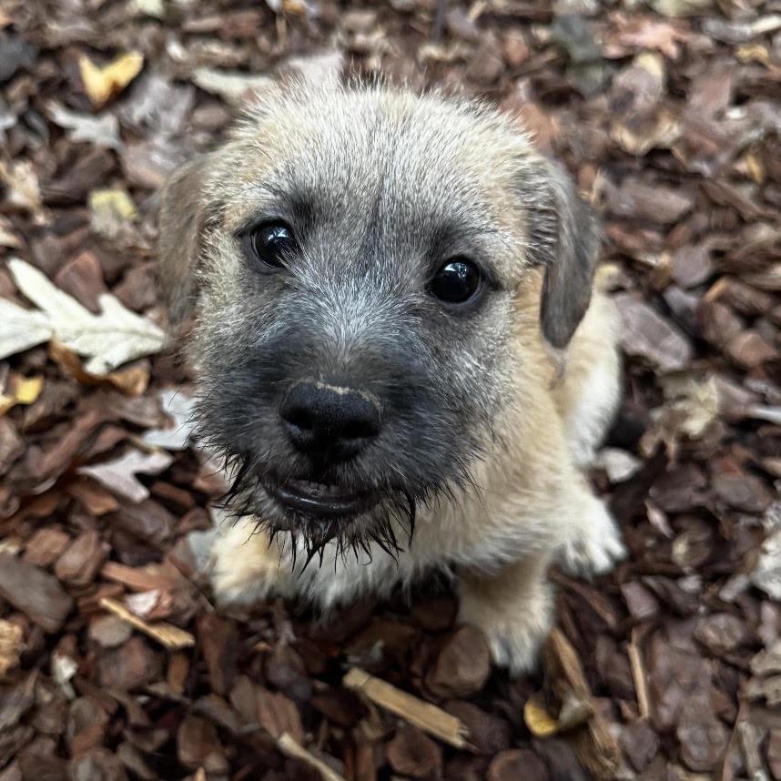 Enlarge Claire, a Adopted mixed breed in Stokesdale, NC image 1/2