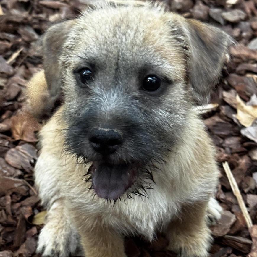 Enlarge Claire, a Adopted mixed breed in Stokesdale, NC image 2/2