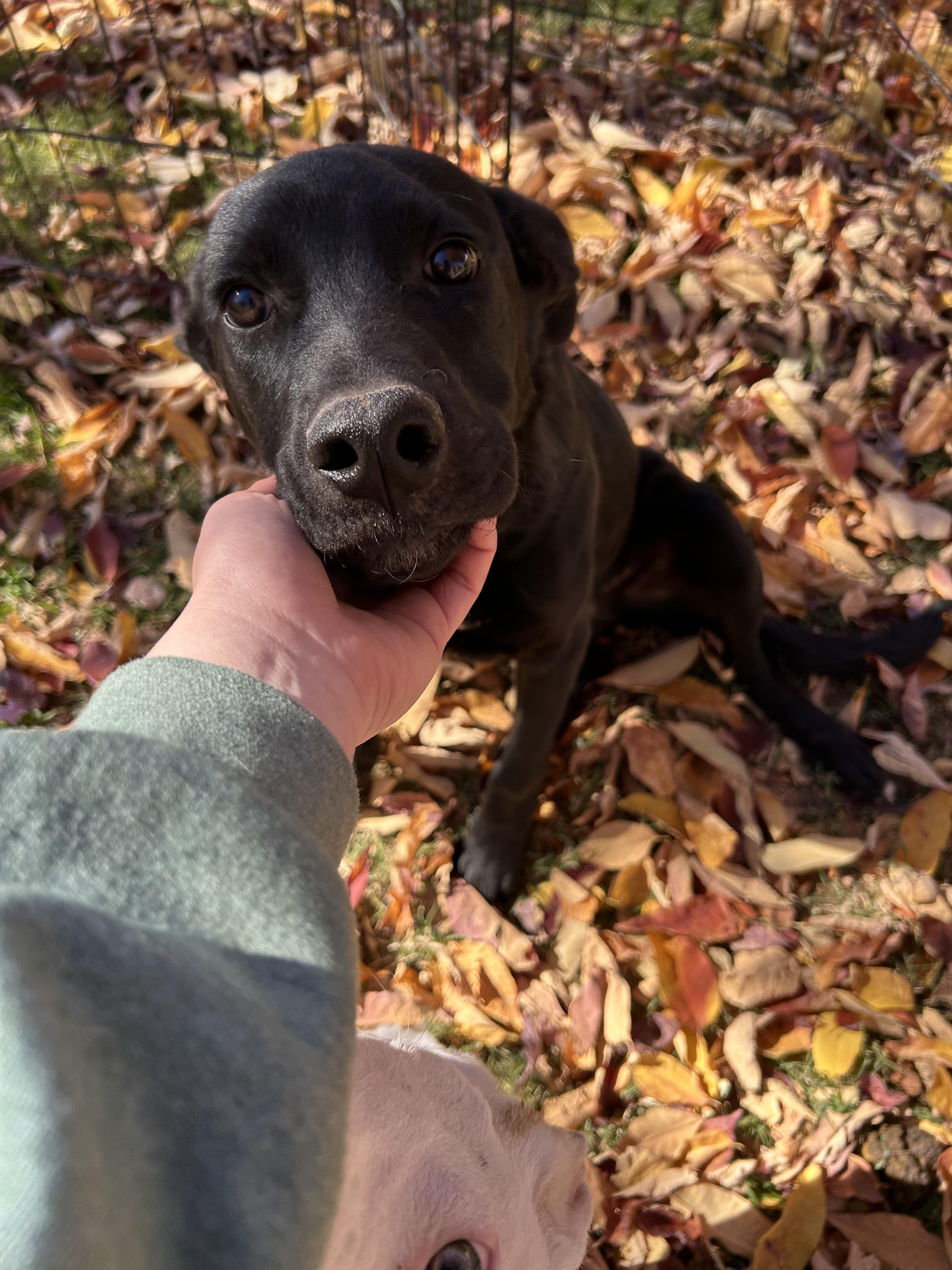 Jax, Adoptable, Young Male Black Labrador Retriever & German Shepherd Dog.