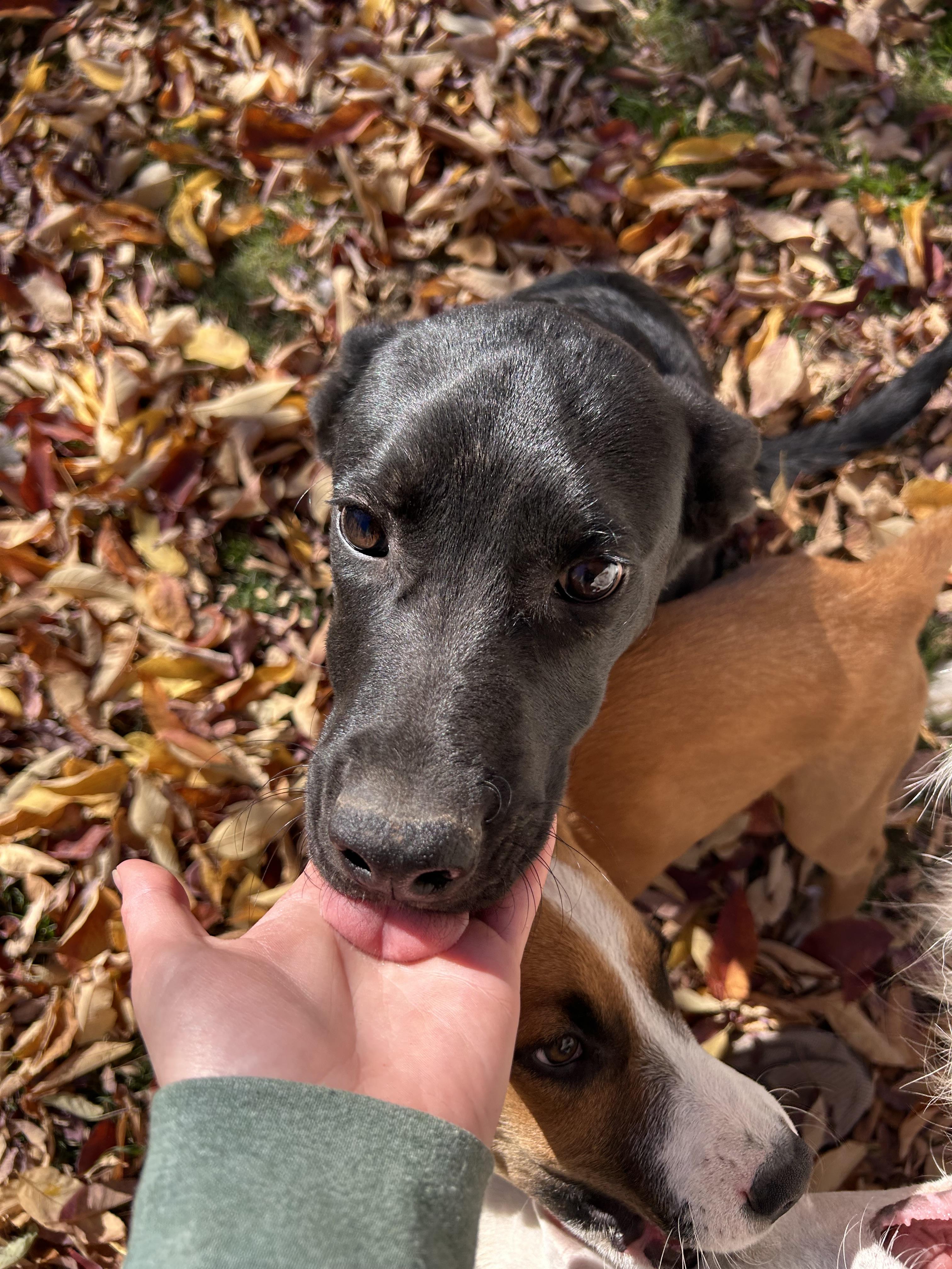 Jax, a Adoptable mixed breed in Clovis, NM image 2/2