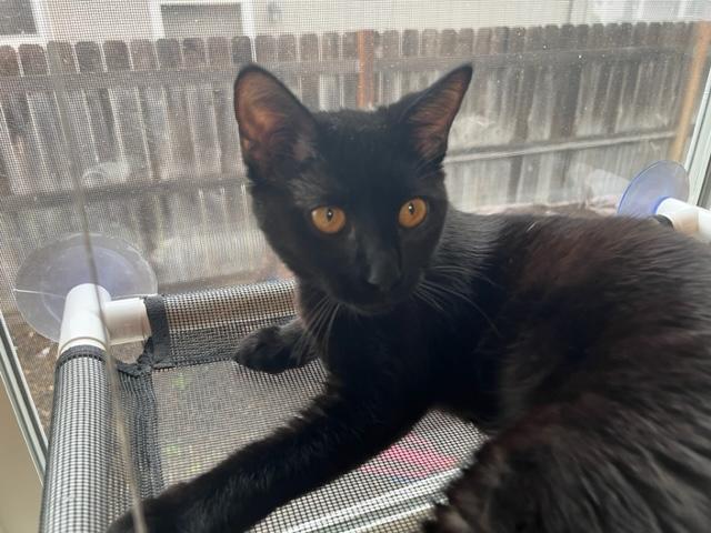 Scarlett has amazing eyes!, ADOPTABLE, Kitten Female Domestic Short Hair.