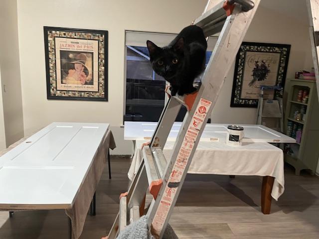 Enlarge Scarlett helping me paint:), a hold Domestic Short Hair in Eagle Point, OR image 2/5