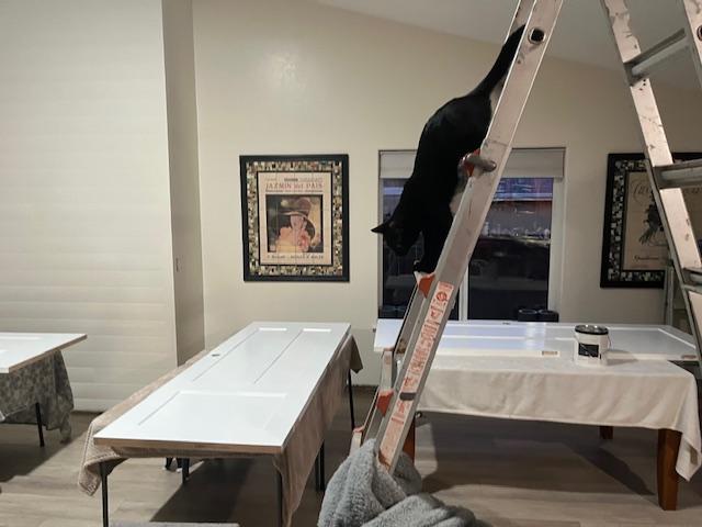 Enlarge Scarlett helping me paint:), a hold Domestic Short Hair in Eagle Point, OR image 5/5