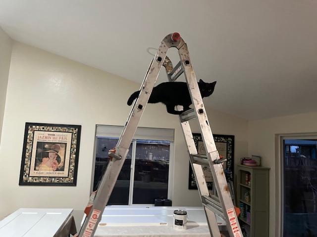 Enlarge Scarlett helping me paint:), a hold Domestic Short Hair in Eagle Point, OR image 1/5