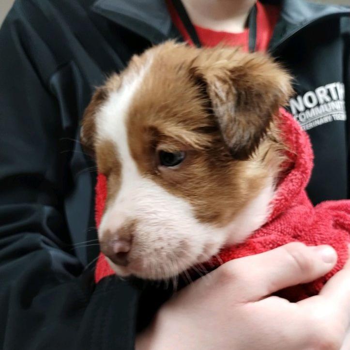Crinkle, Adoptable, Adult Male Mixed Breed.
