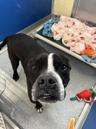 Bane, adoptable, Senior Male Pit Bull Terrier.