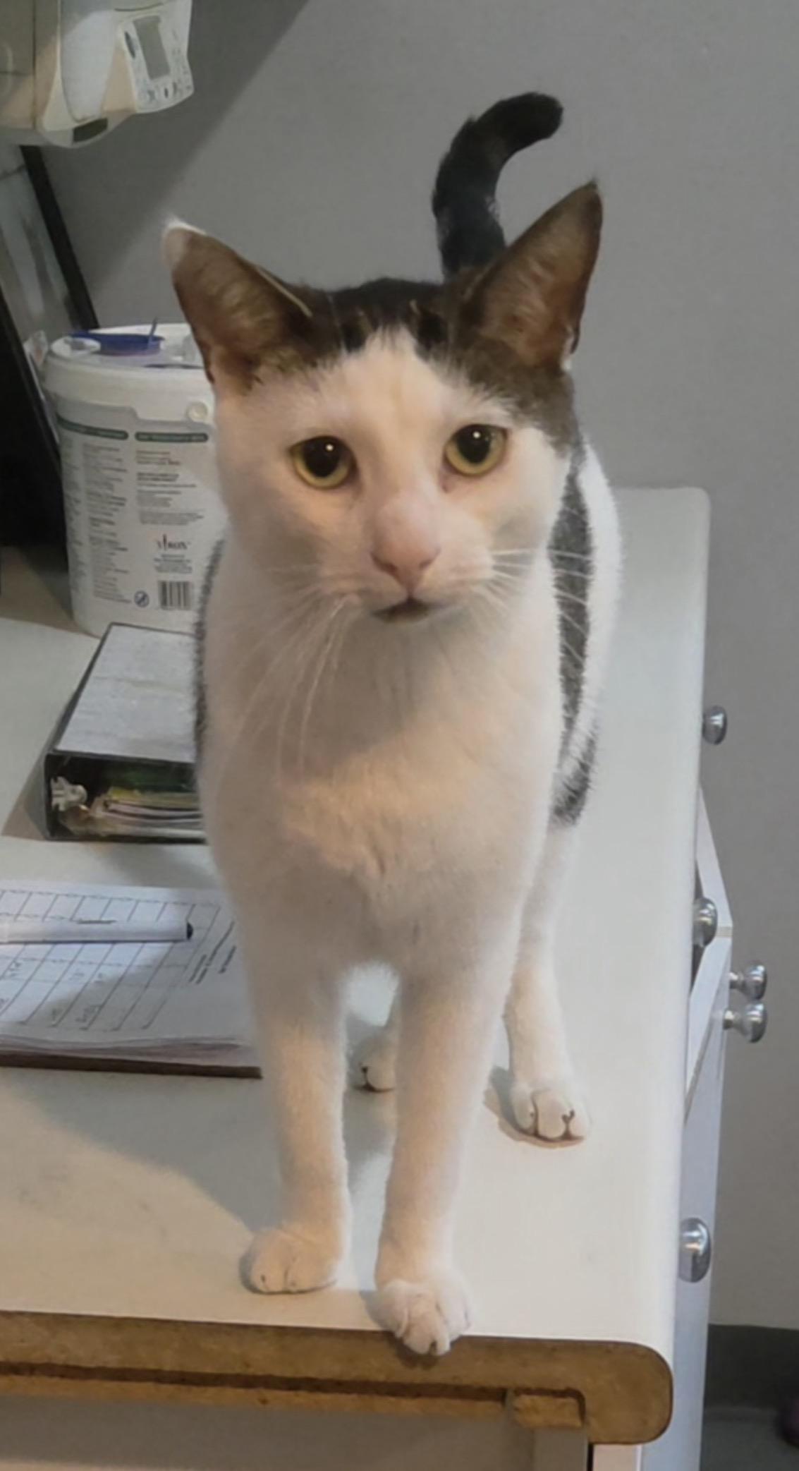 Enlarge Andy, a Adoptable Domestic Short Hair in Ridgefield, CT image 5/6