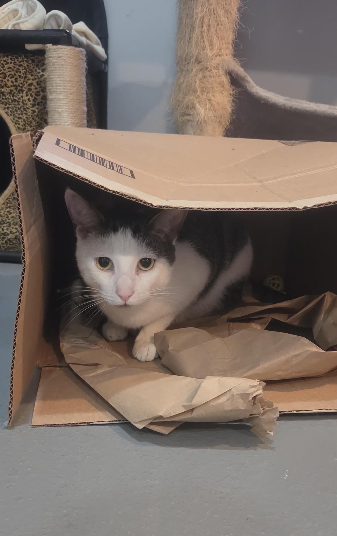 Enlarge Andy, a Adoptable Domestic Short Hair in Ridgefield, CT image 4/6