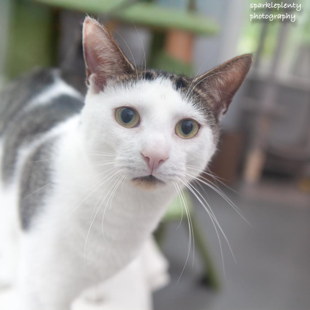 Andy, an adoptable Domestic Short Hair in Ridgefield, CT image 1/6