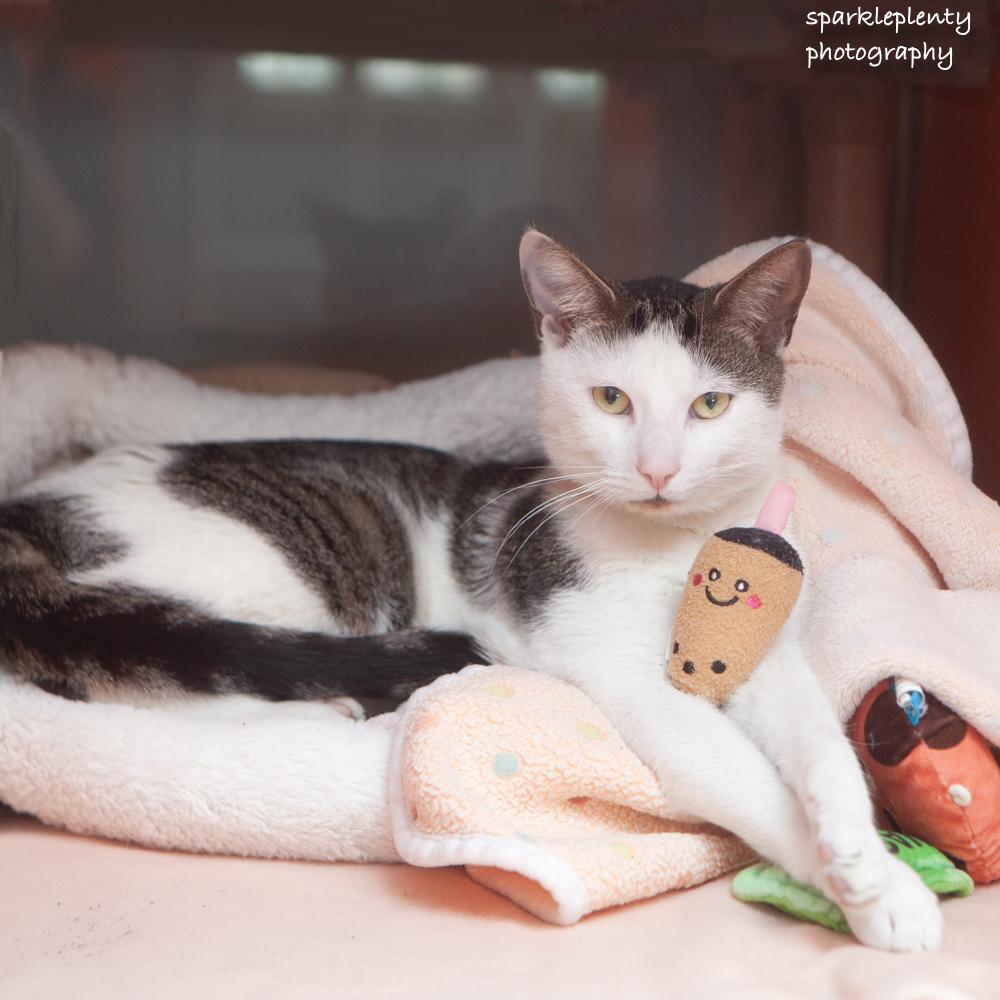 Enlarge Andy, an adoptable Domestic Short Hair in Ridgefield, CT image 1/3