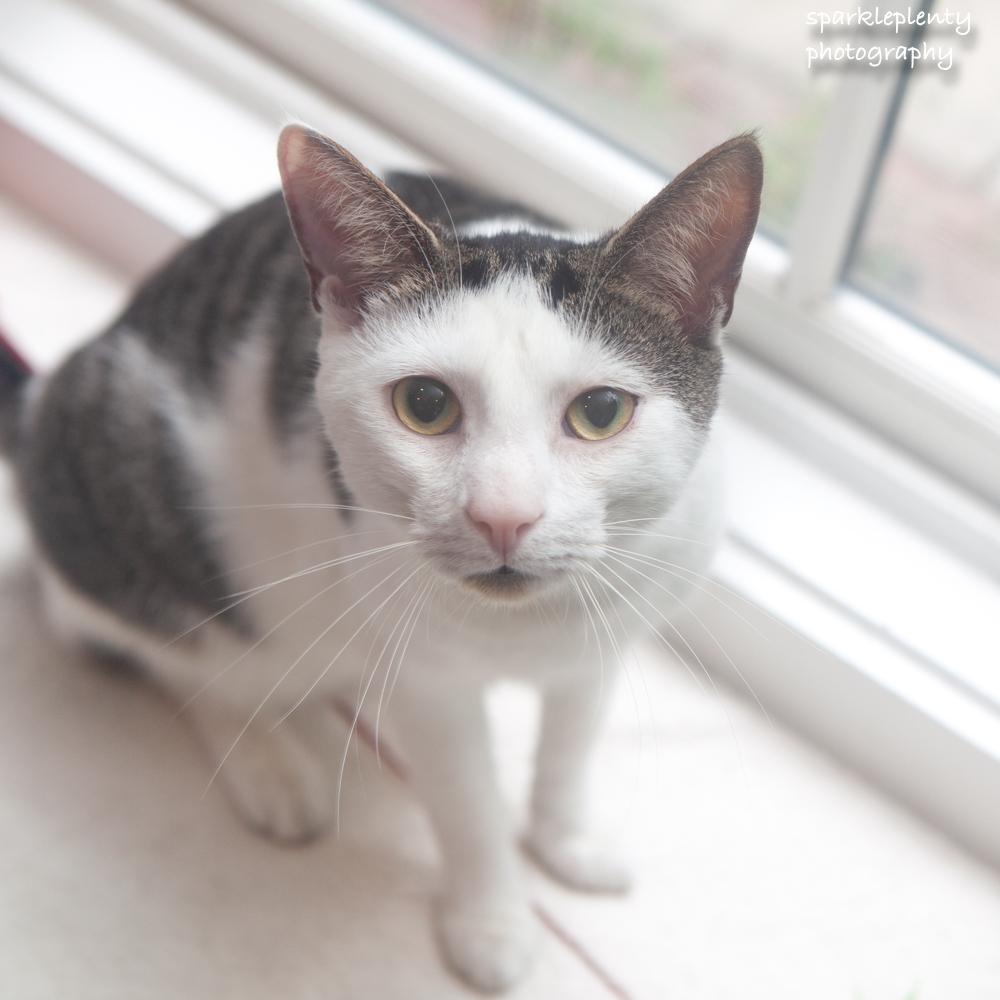 Andy, an adoptable Domestic Short Hair in Ridgefield, CT image 3/6