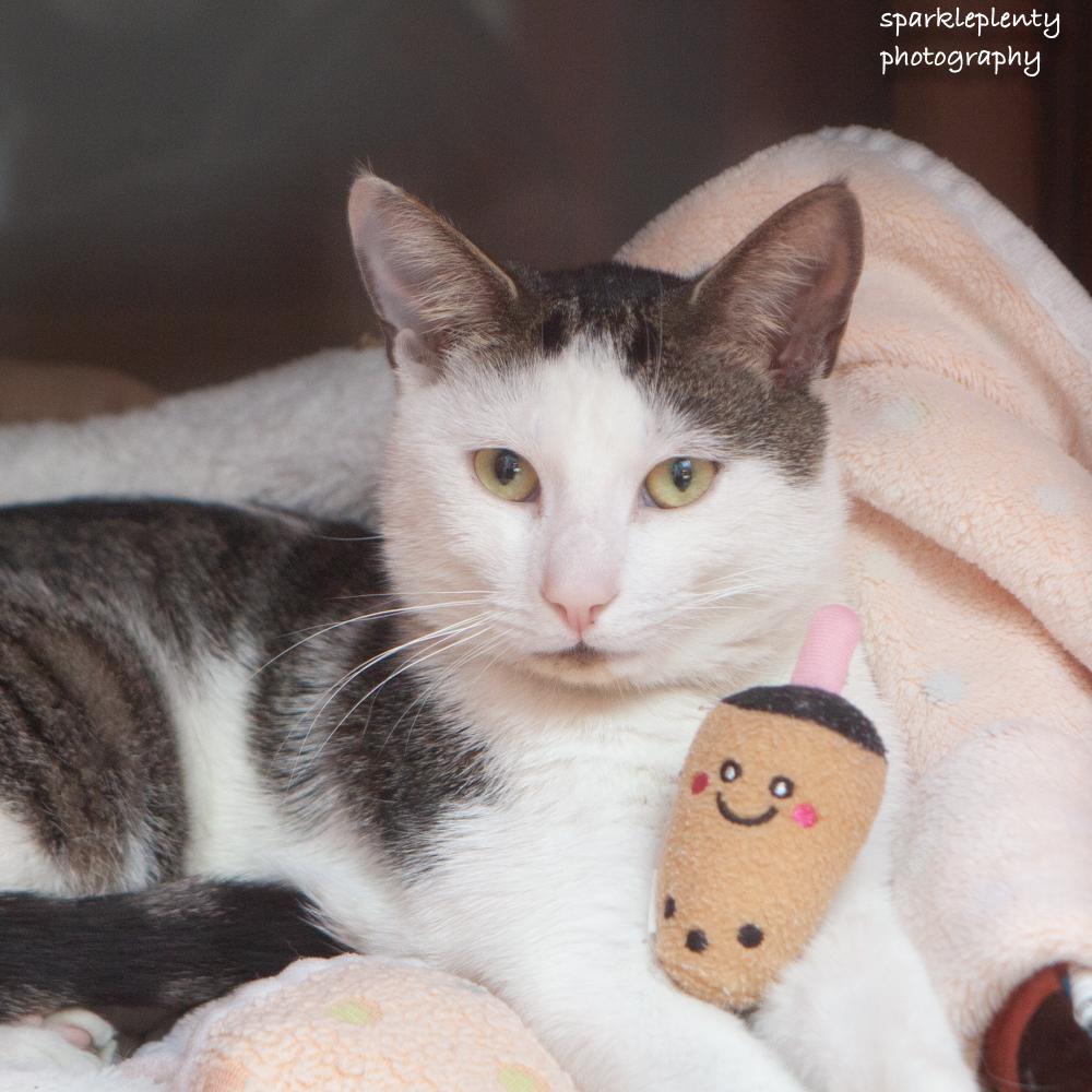 Andy, Adoptable, Adult Male Domestic Short Hair.