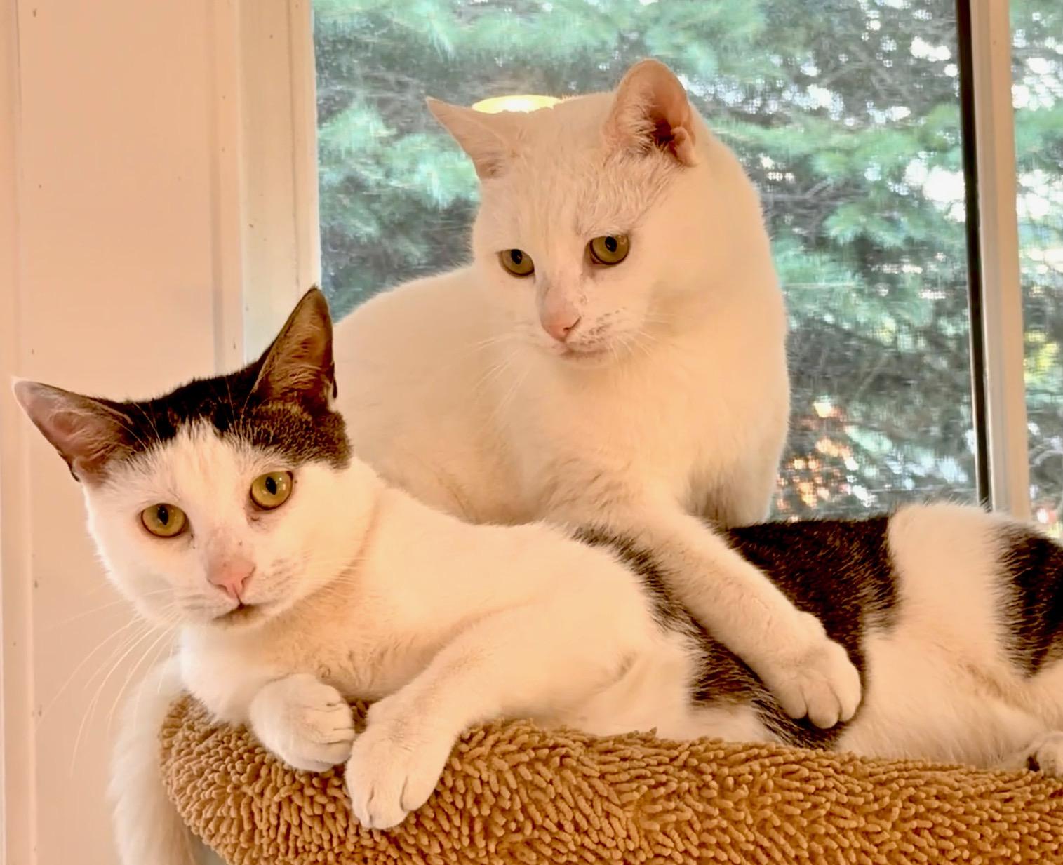 Andy, an adoptable Domestic Short Hair in Ridgefield, CT image 6/6