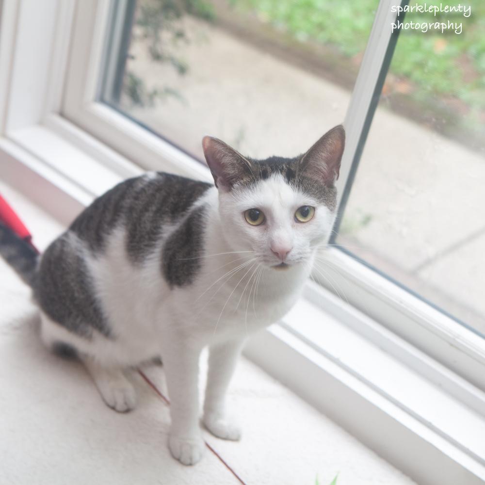 Andy, an adoptable Domestic Short Hair in Ridgefield, CT image 2/6