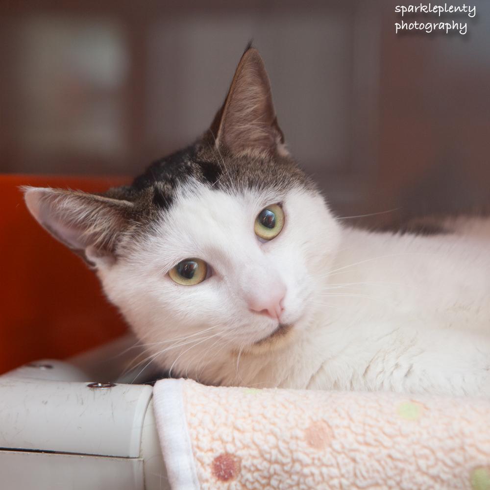 Enlarge Andy, an adoptable Domestic Short Hair in Ridgefield, CT image 2/3