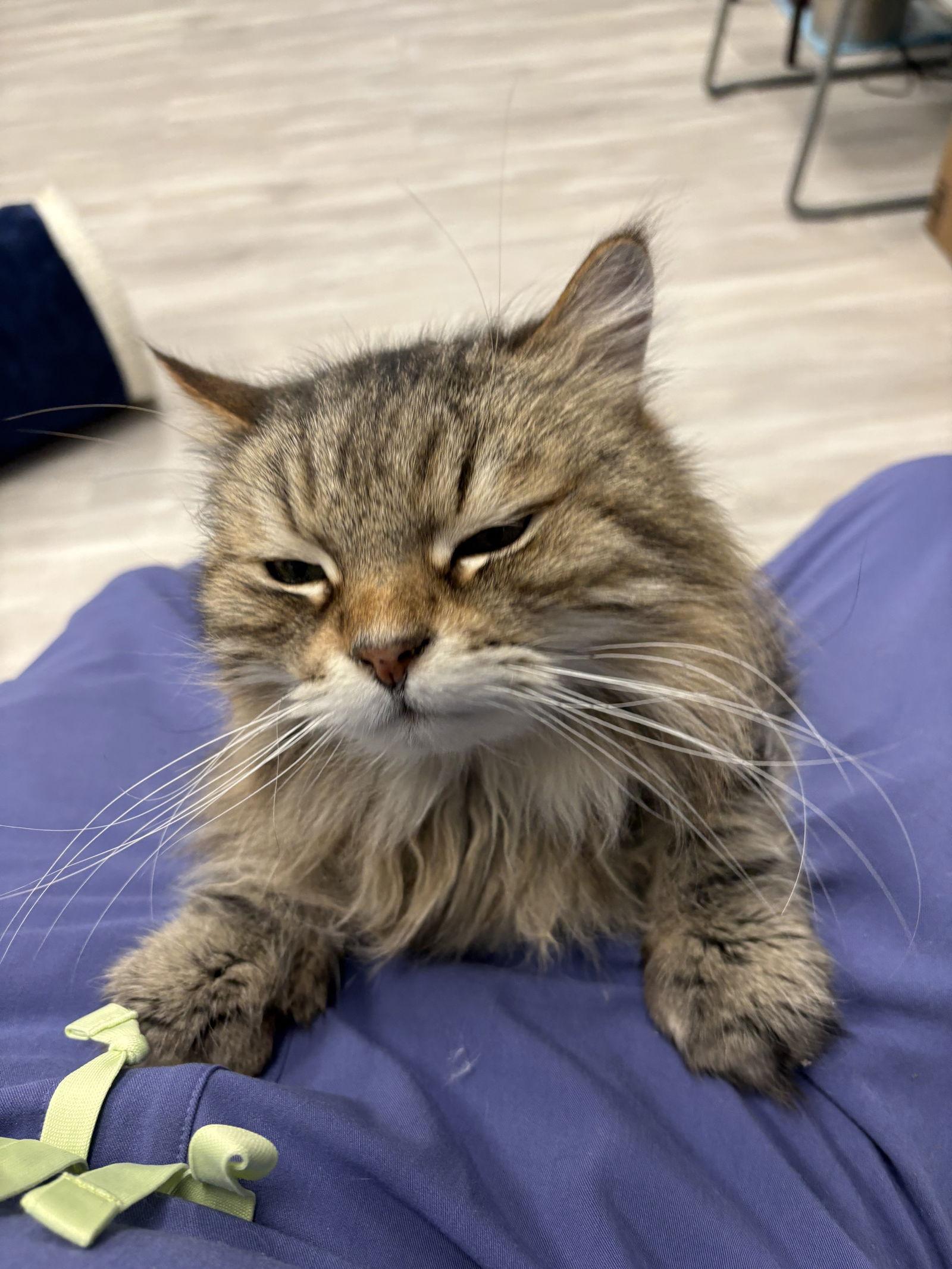 Enlarge Ragnar, a Adoptable Siberian in Pittsburgh, PA image 1/1