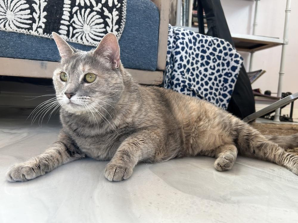 Hilde, Adoptable, Adult Female Domestic Short Hair.
