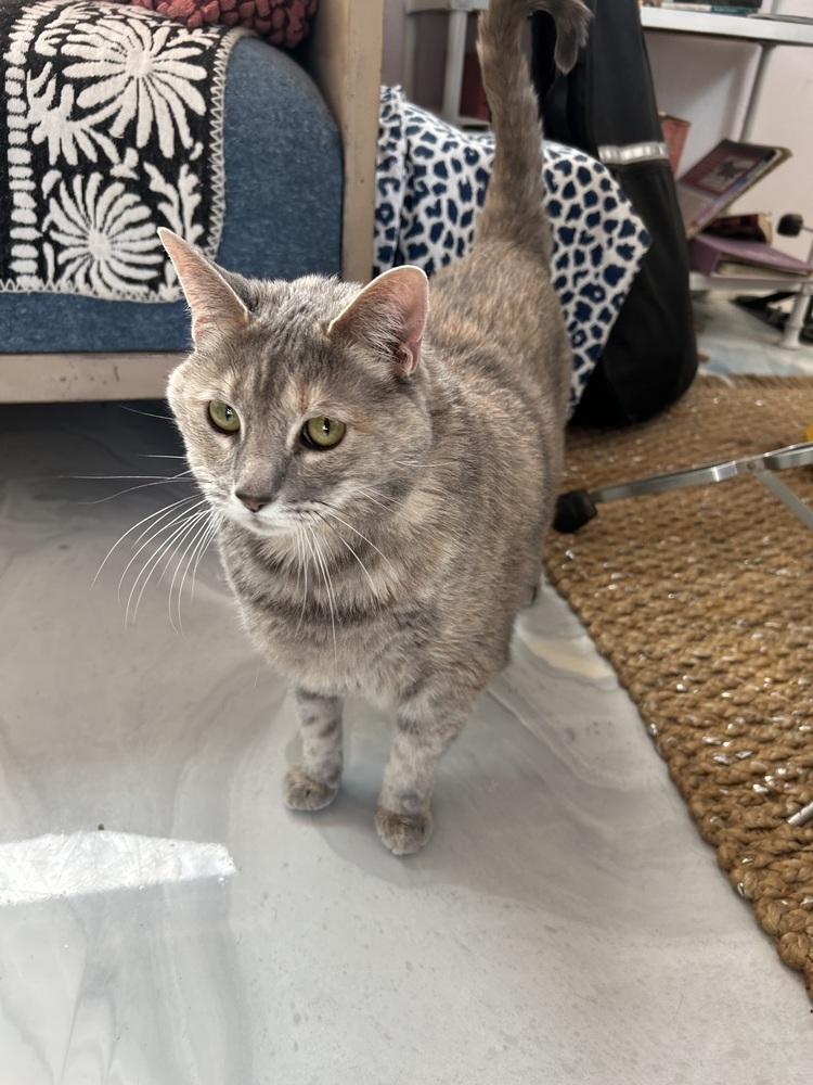 Enlarge Hilde, a Adoptable mixed breed in tucson, AZ image 3/5