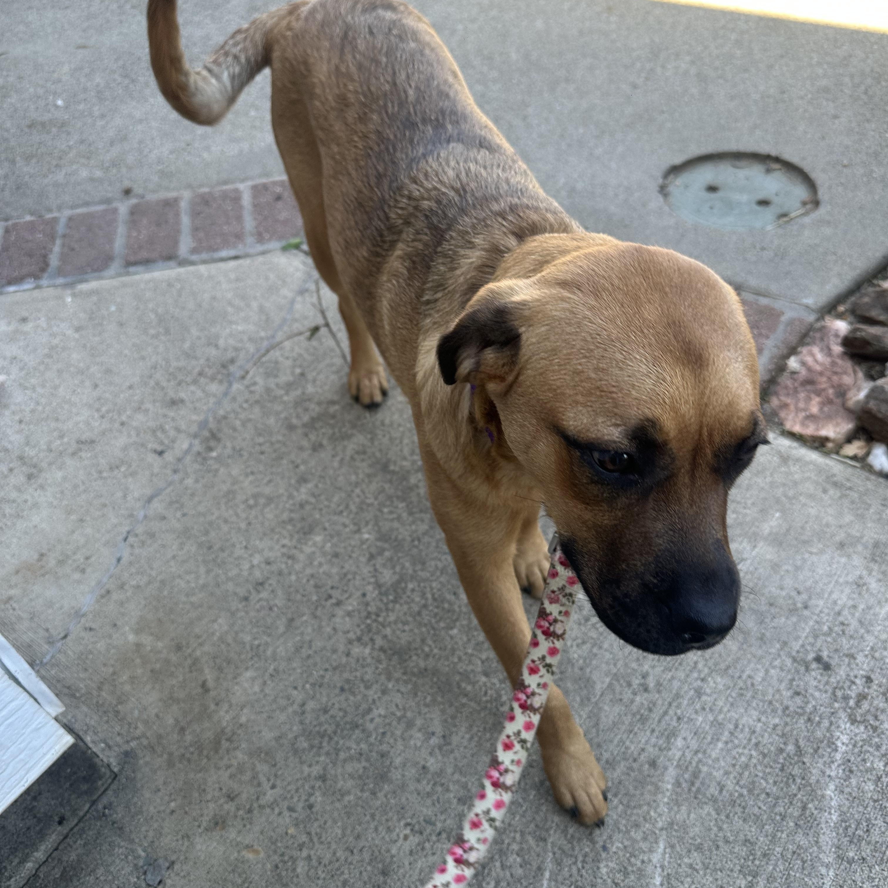 LIZZY, a Adoptable mixed breed in Yuba city, CA image 1/4