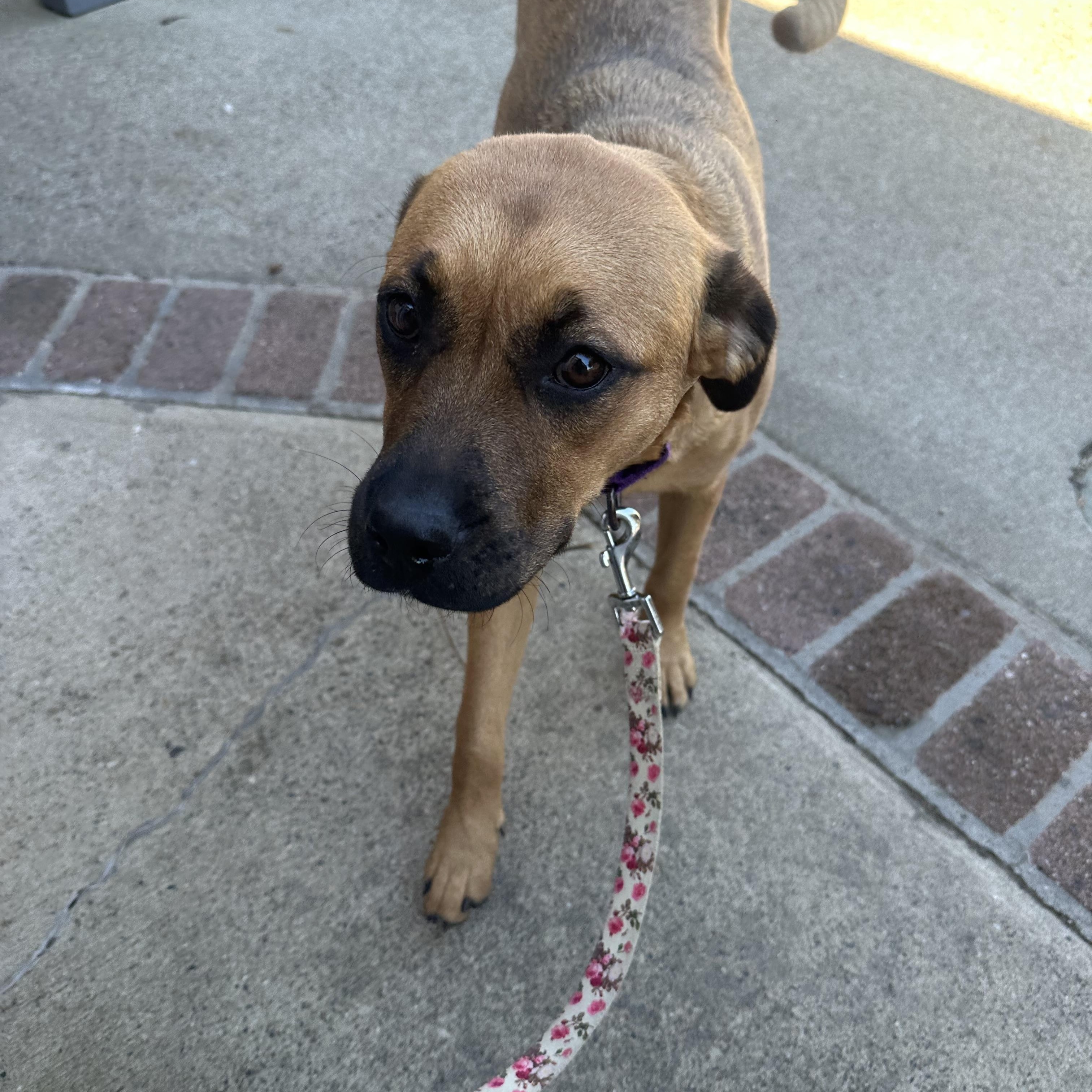 LIZZY, a Adoptable mixed breed in Yuba city, CA image 2/4