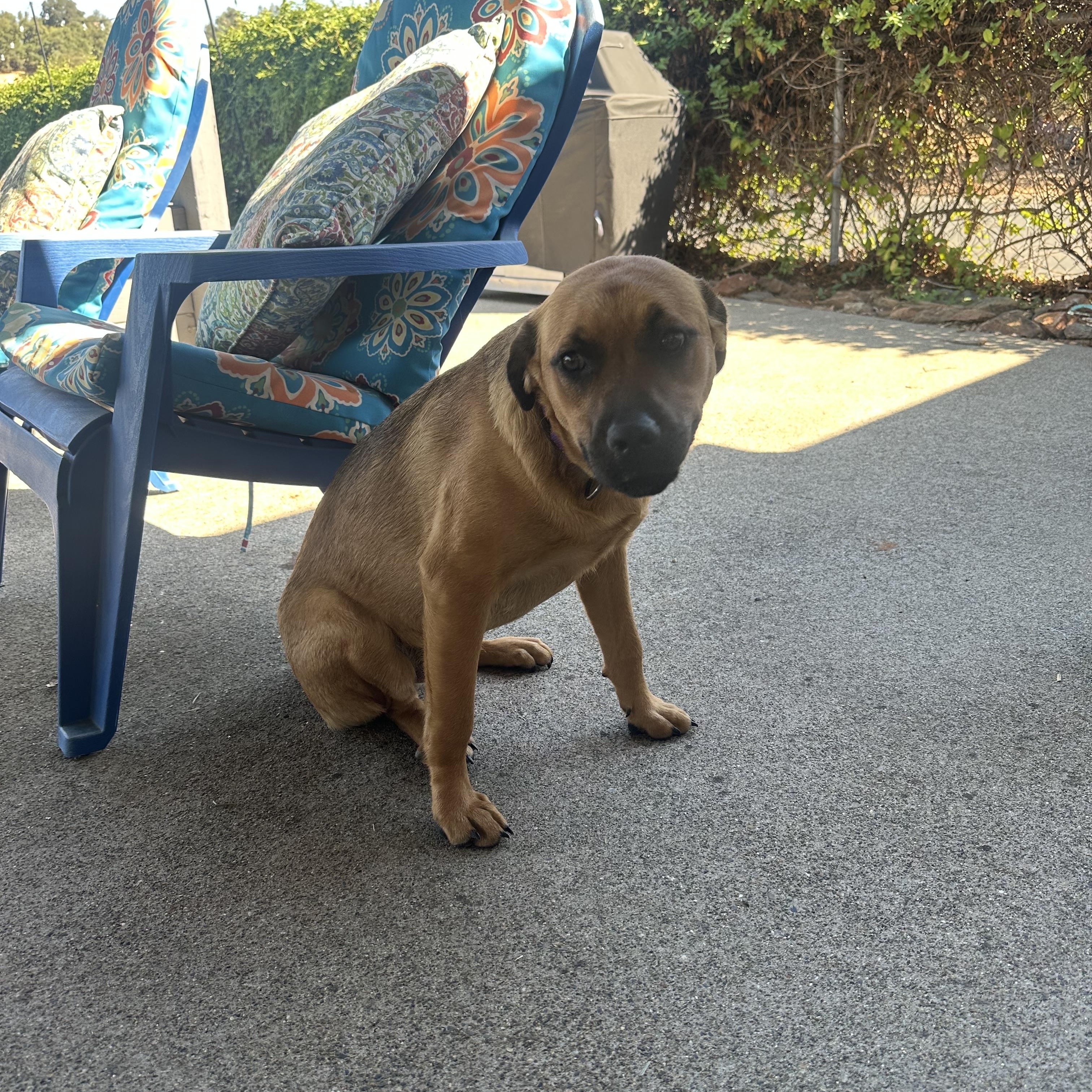 LIZZY, a Adoptable mixed breed in Yuba city, CA image 3/4