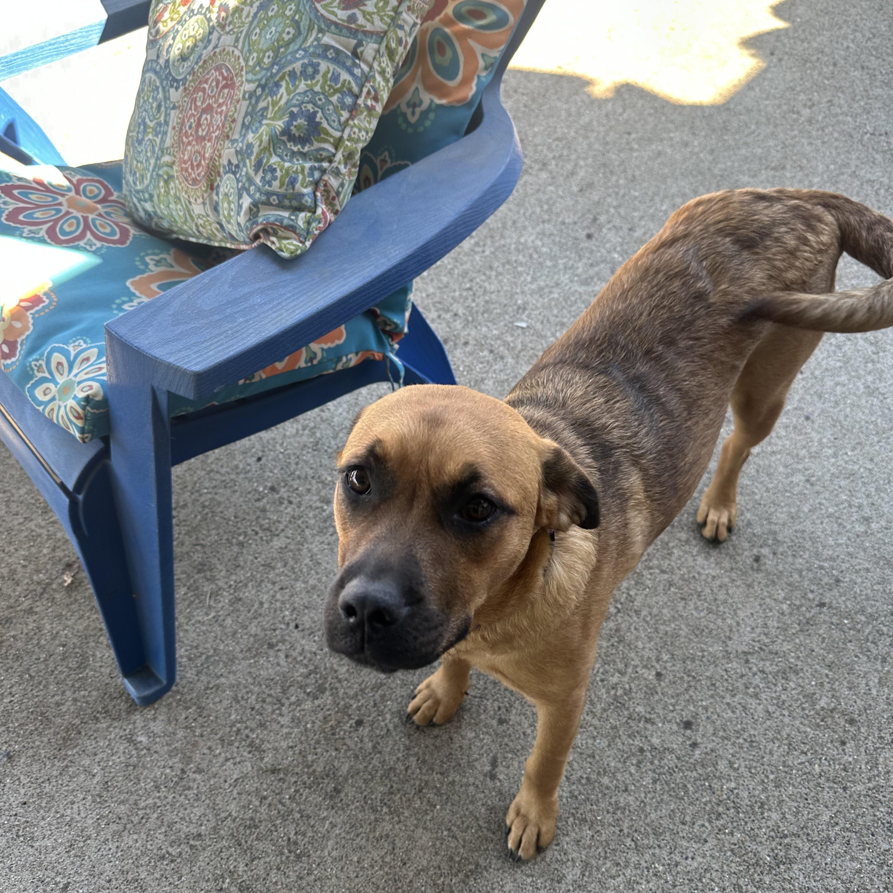 LIZZY, a Adoptable mixed breed in Yuba city, CA image 4/4
