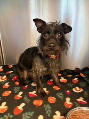 Papasito, Adoptable, Adult Male Yorkshire Terrier.