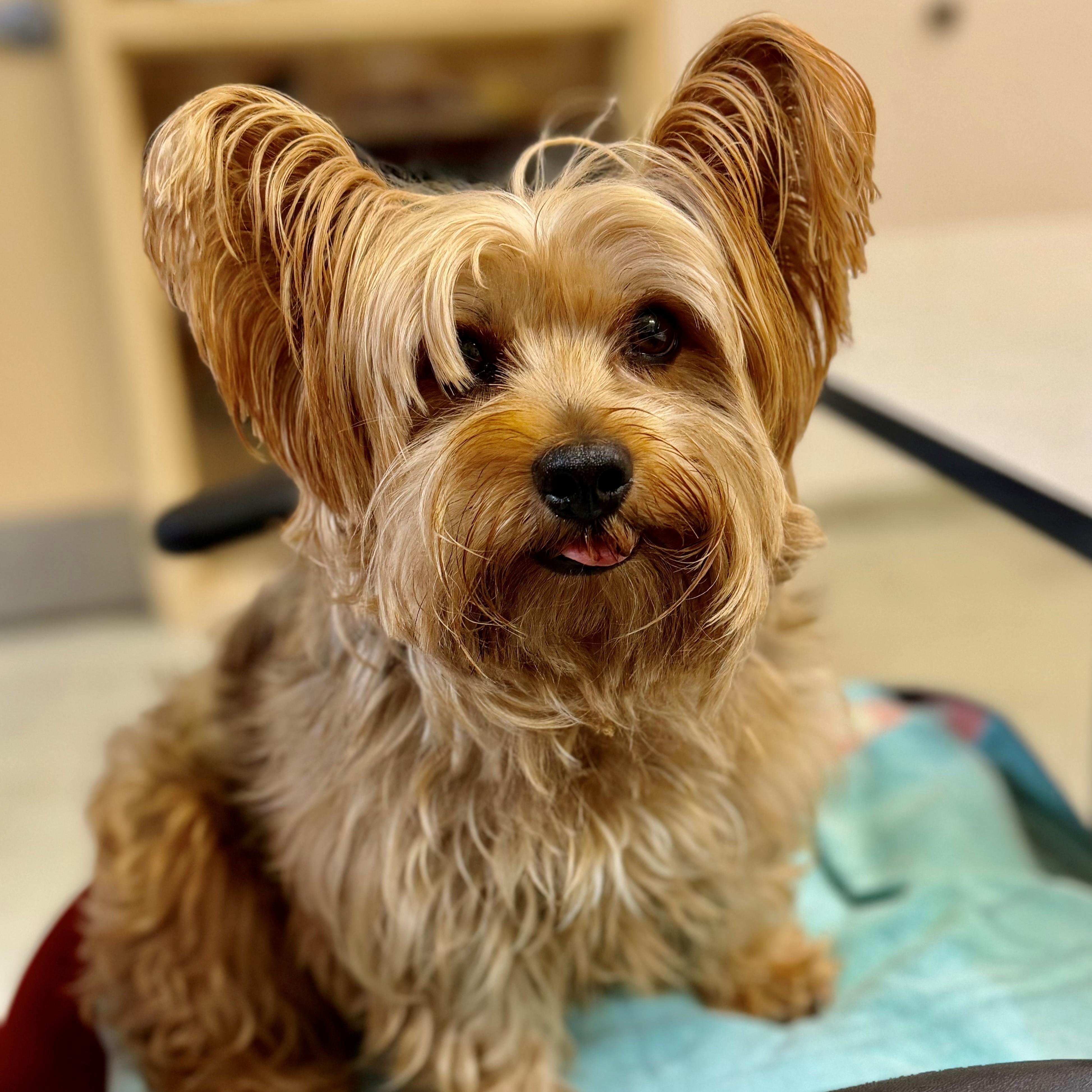 Enlarge Asher- 53031, a ADOPTABLE Yorkshire Terrier in Columbia, MD image 2/2