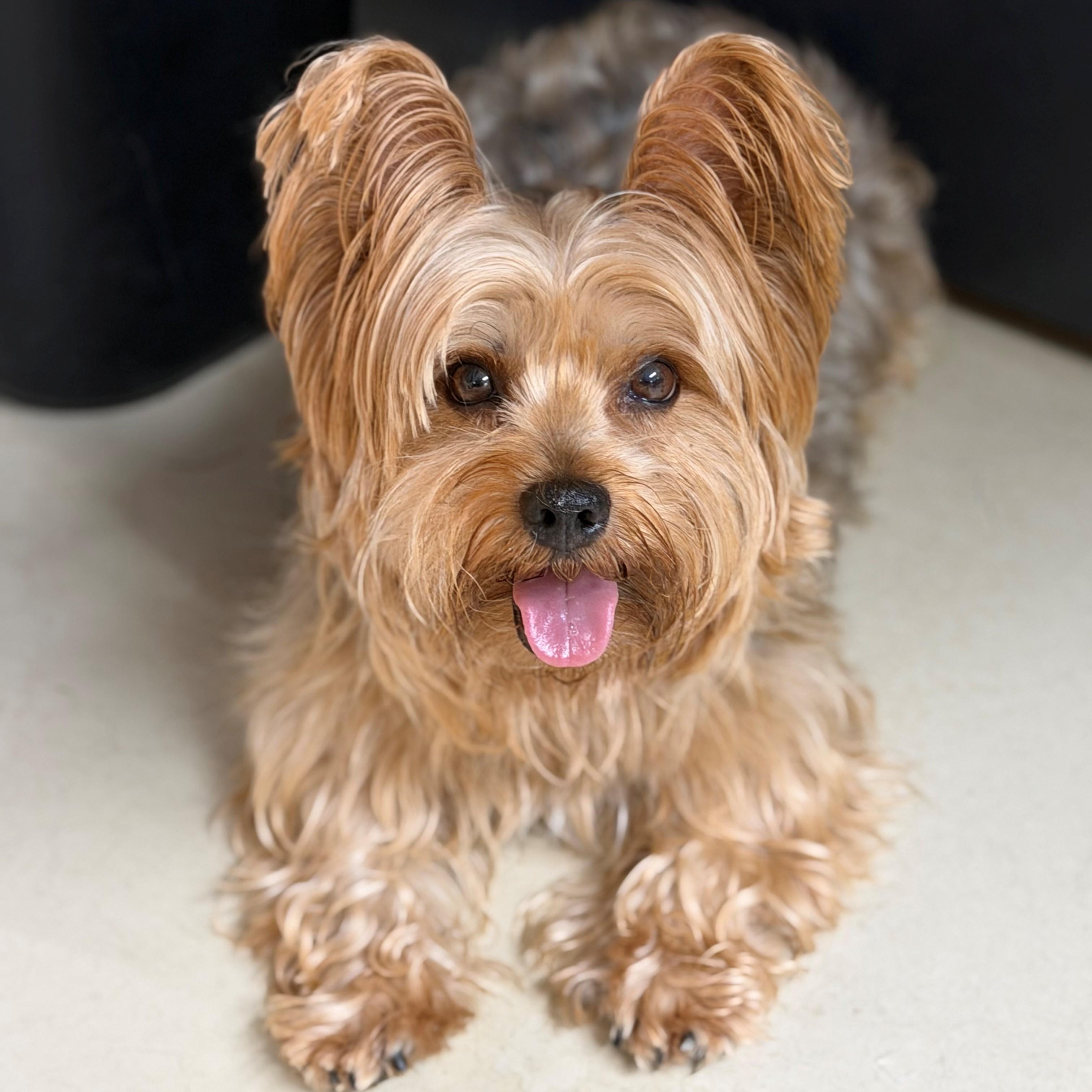 Asher- 53031, ADOPTABLE, Adult Male Yorkshire Terrier.