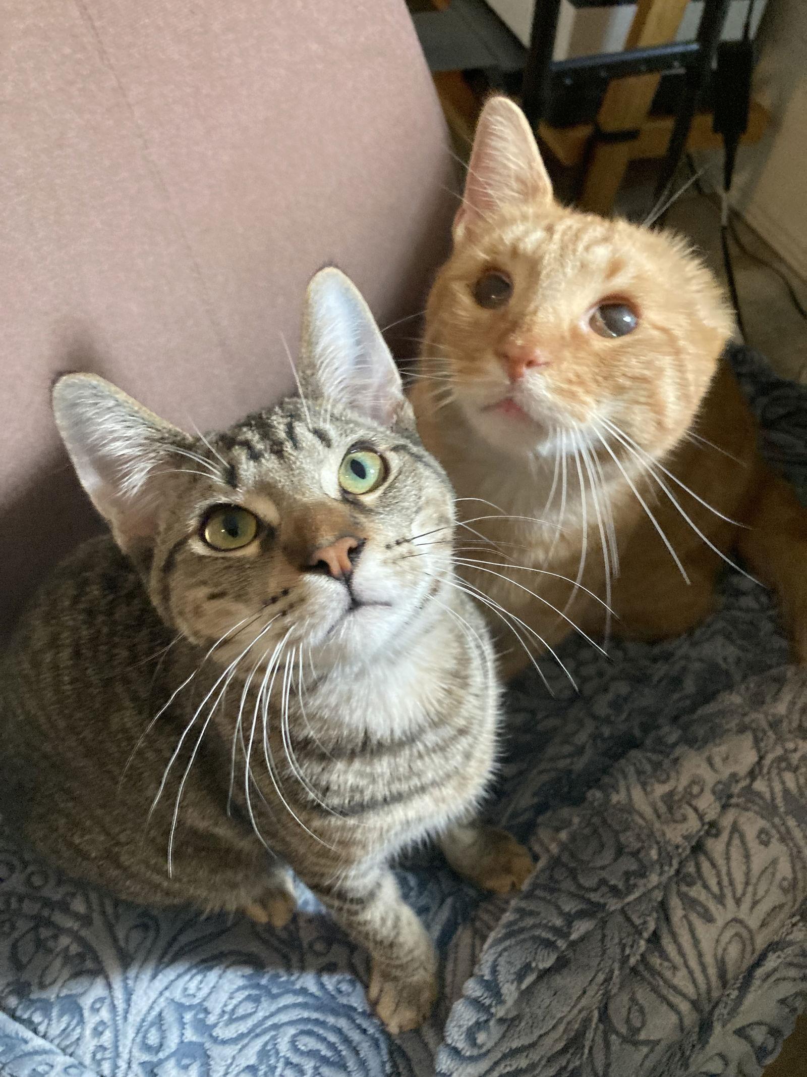 Enlarge VINCENT, a Adoptable mixed breed in San Diego, CA image 1/3