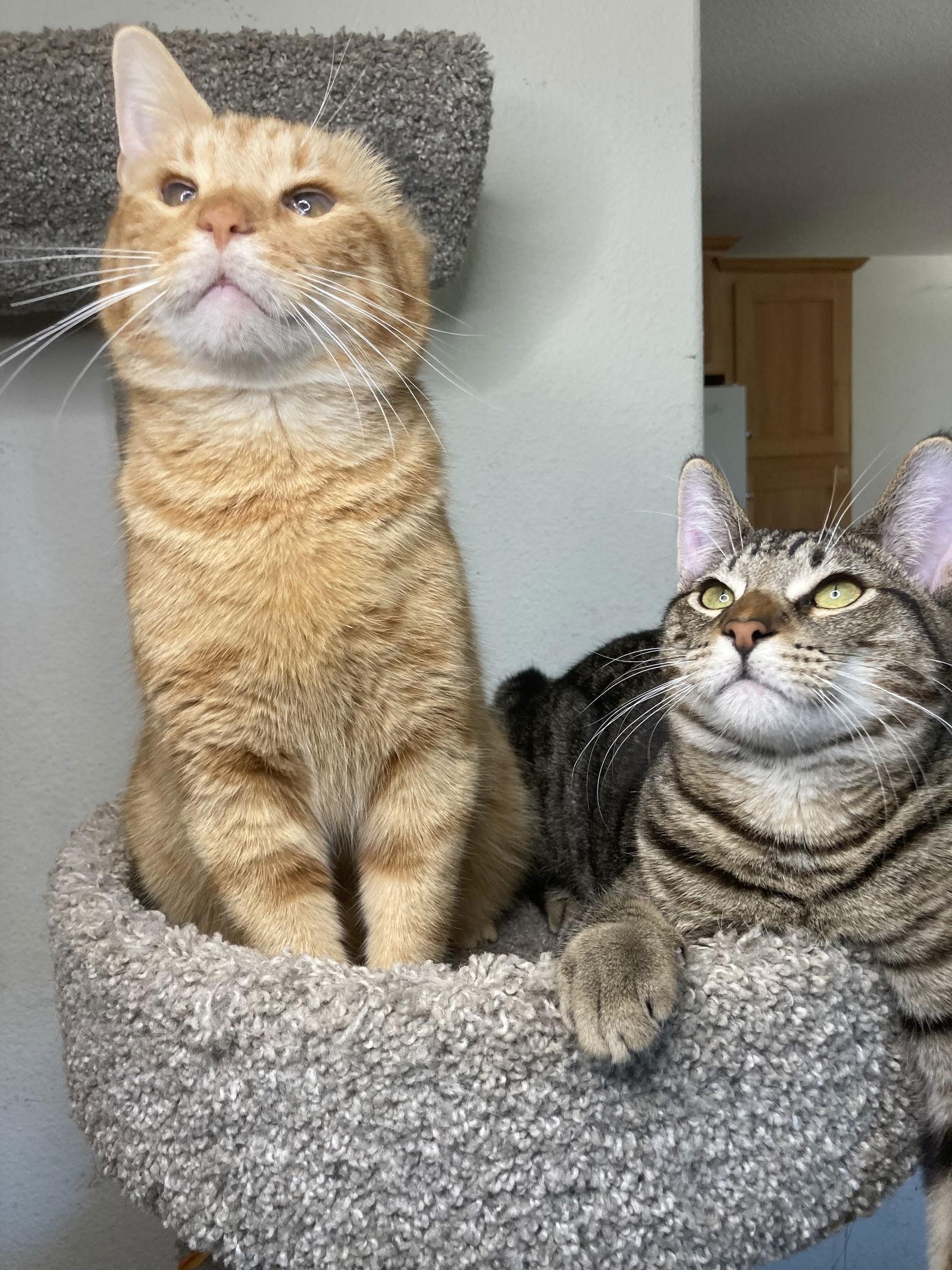 Enlarge VINCENT, a Adoptable mixed breed in San Diego, CA image 2/3