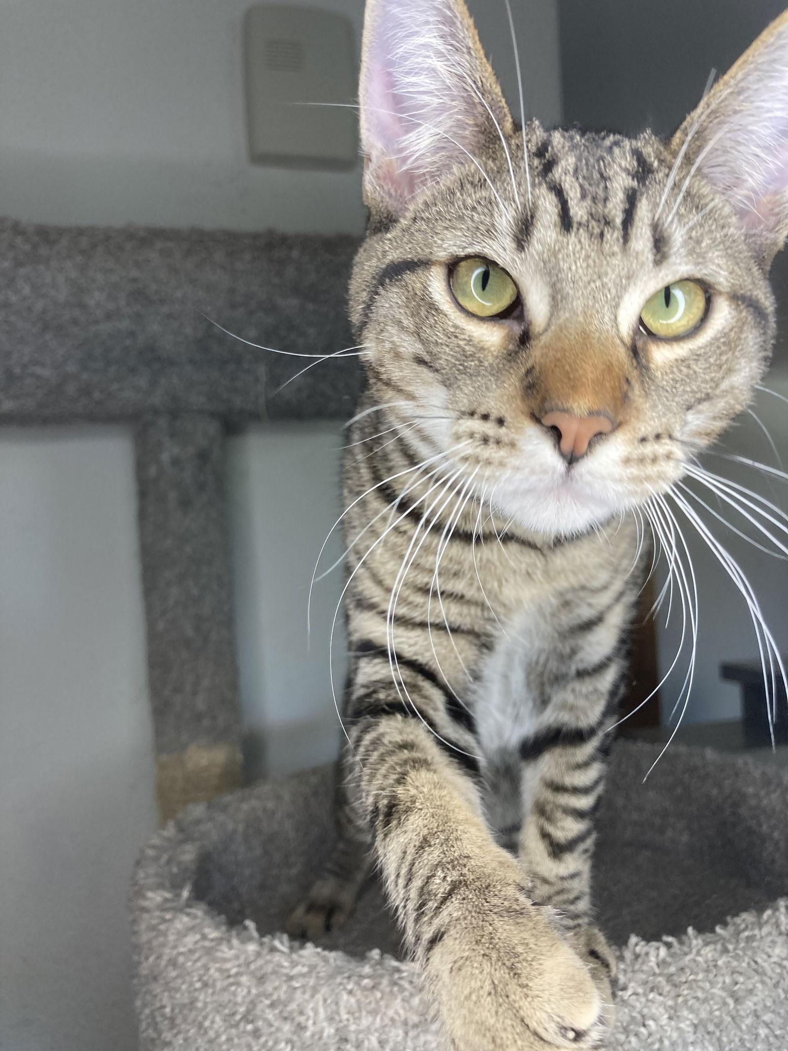 Enlarge VINCENT, a Adoptable mixed breed in San Diego, CA image 3/3