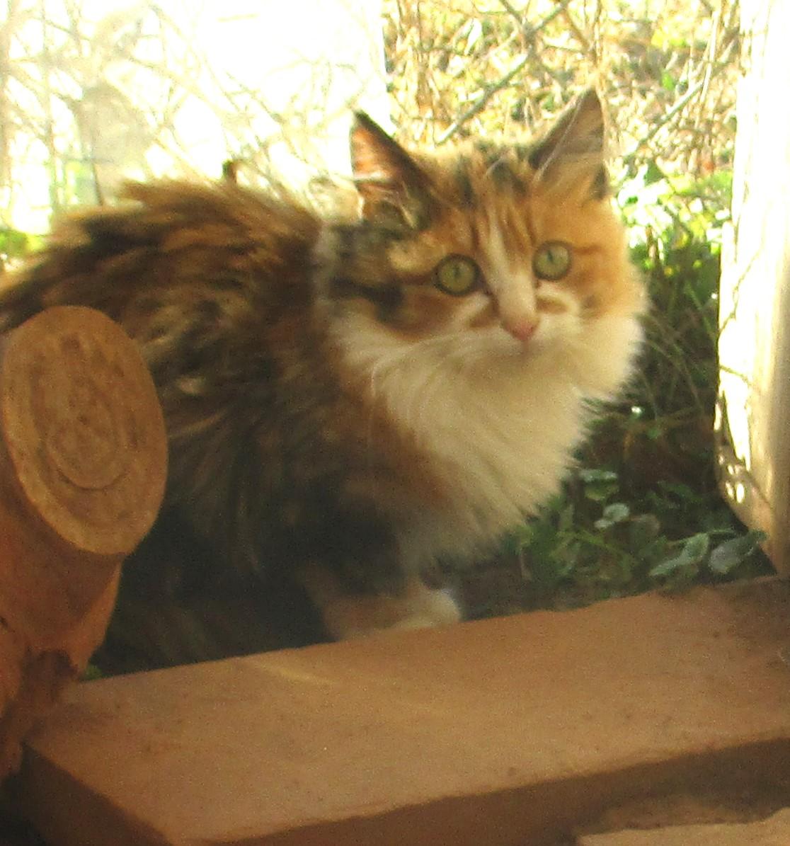 Enlarge BELLA, an adopted Domestic Long Hair in Troutman, NC image 4/6