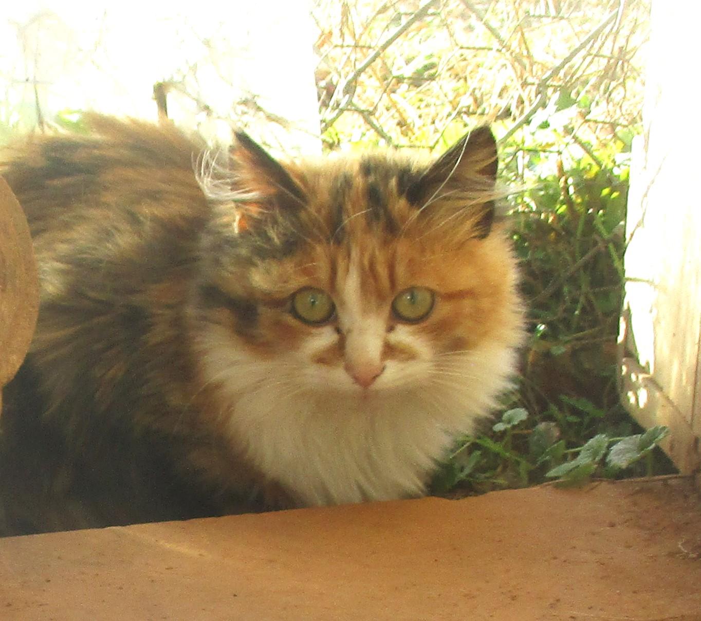 Enlarge BELLA, an adopted Domestic Long Hair in Troutman, NC image 3/6