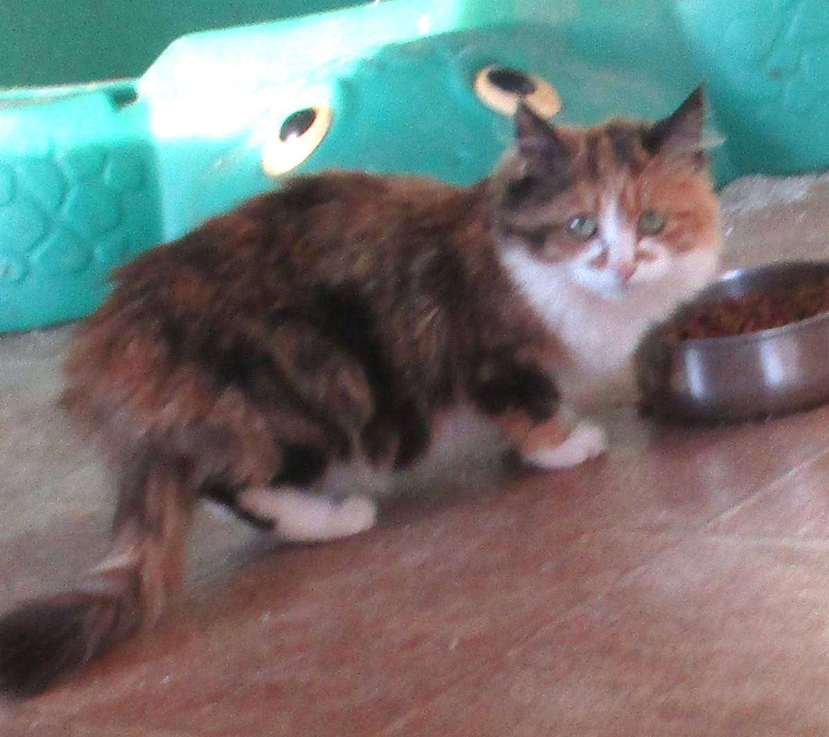 Enlarge BELLA, an adopted Domestic Long Hair in Troutman, NC image 6/6