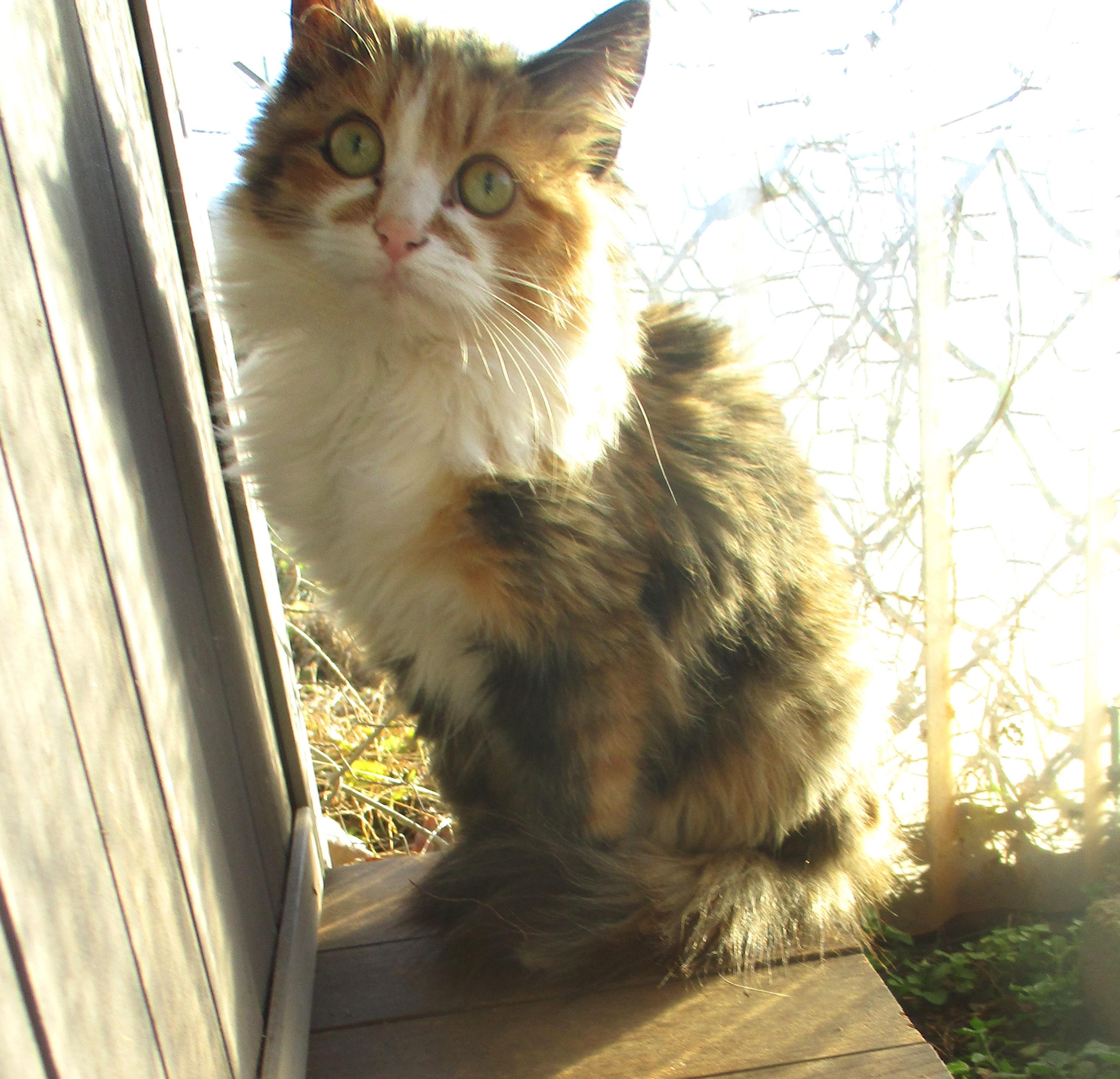 BELLA, adopted, Kitten Female Domestic Long Hair.