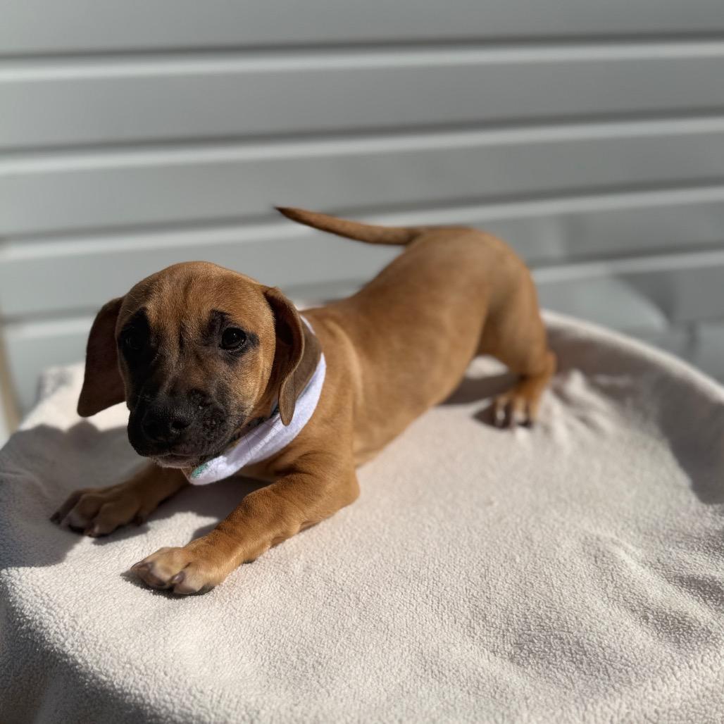Odie, Adoptable, Puppy Male Terrier & Mixed Breed.