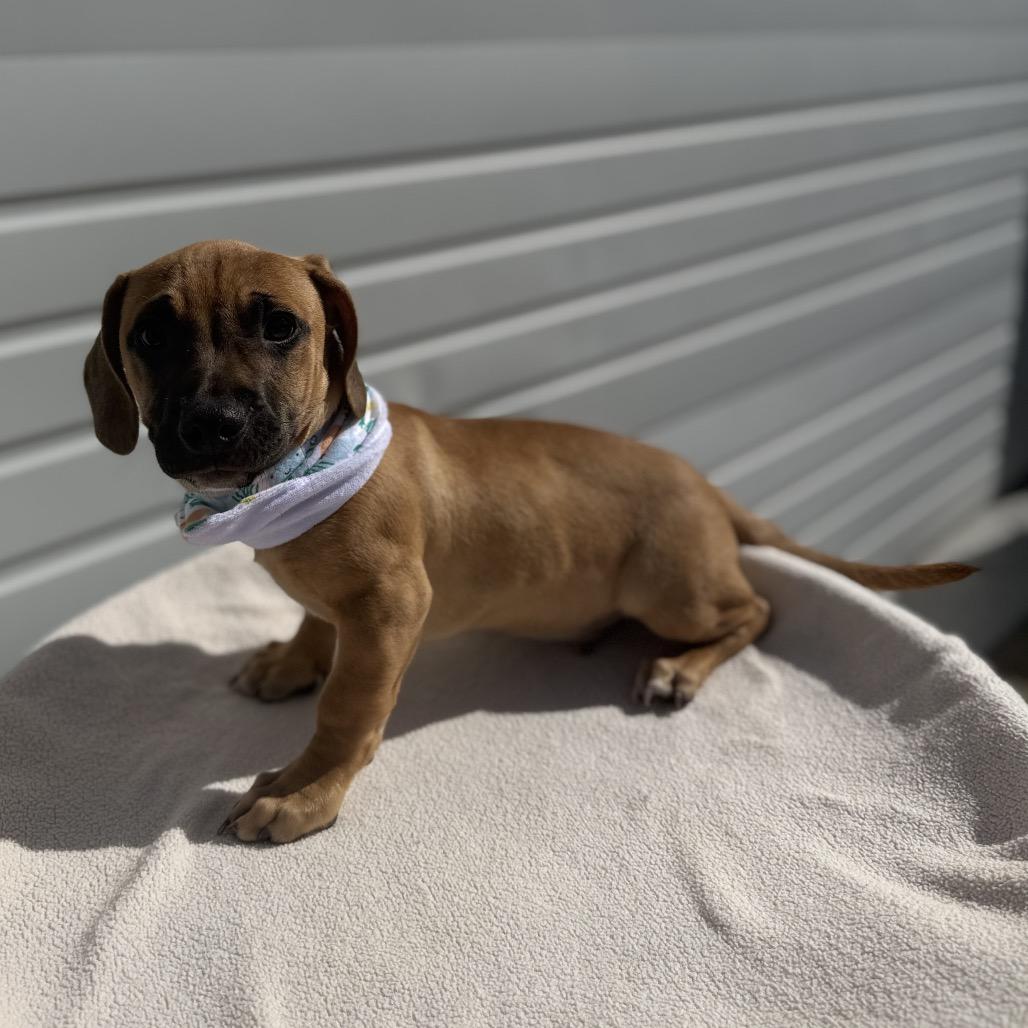 Enlarge Odie, a Adoptable mixed breed in Newberg, OR image 2/6