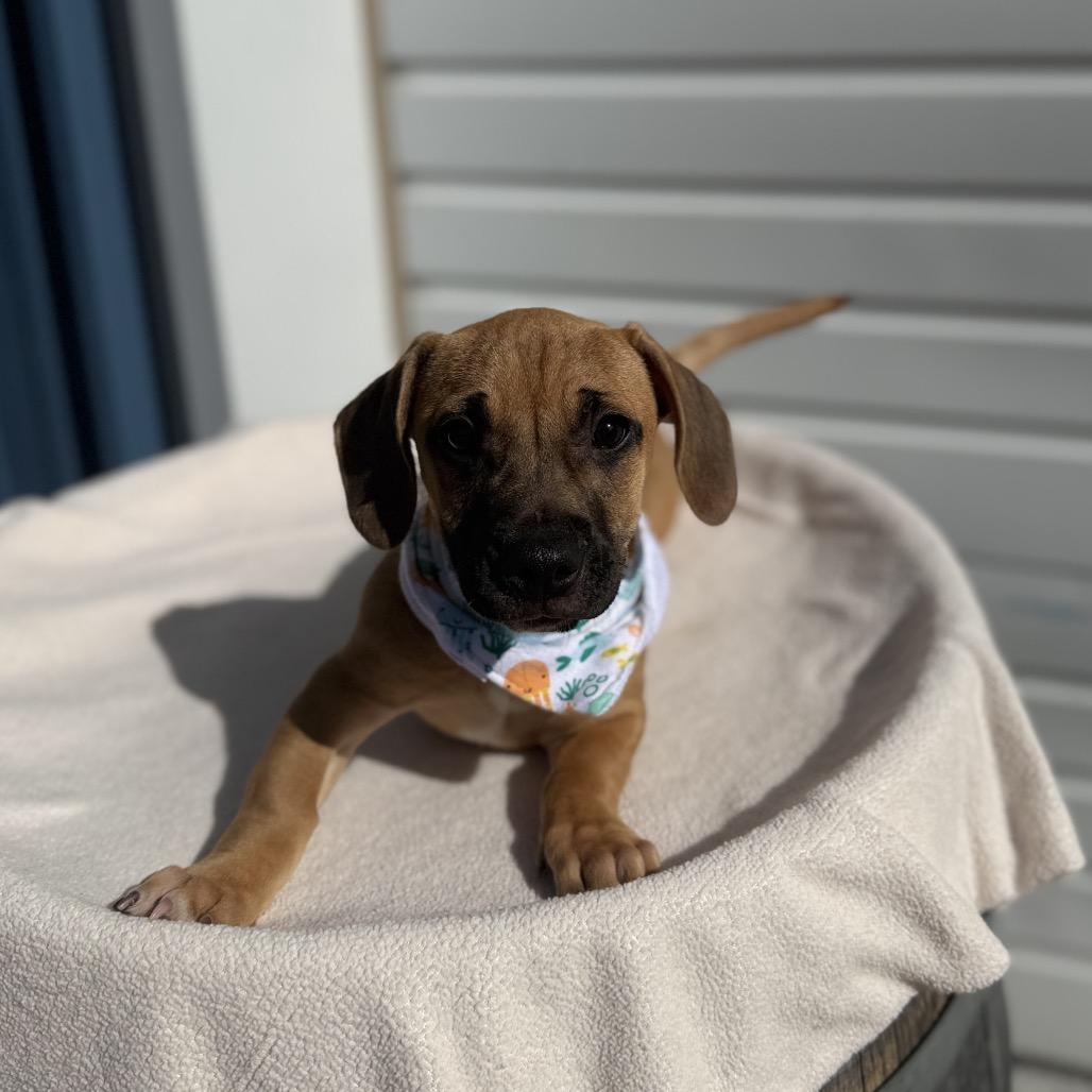 Enlarge Odie, a Adoptable mixed breed in Newberg, OR image 3/6
